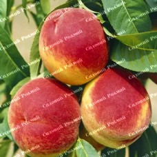 Саджанці персика «Санкрест» - 1-річний