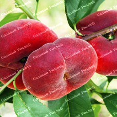 Саджанці персика «Сатурн» - 1-річний