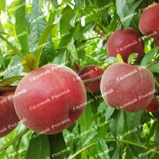 Саджанці персика «Шугар Тайм» - 1-річний