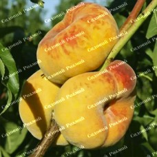 Саджанці персика «Світ Багел» - 1-річний