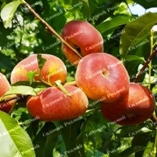 Саджанці персика «Світ Рінг» - 1-річний