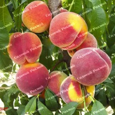 Саджанці персика «Топ Світ Т5» - 1-річний