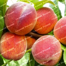 Саджанці персика «Вайн Голд Т3» - 1-річний