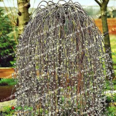 Саджанці плакучої верби на штамбі «Kilmarrnoc»