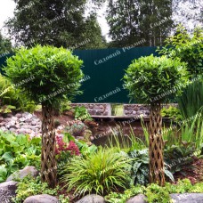 Саджанці плетеної верби на штамбі «Hakuro-Nishiki»