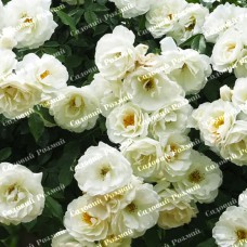 Саджанці плетистих троянд «Айсберг»