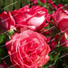 Саджанці плетистих троянд «Антік»