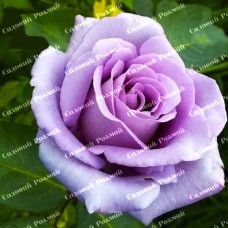 Саджанці плетистих троянд «Блю Леді»