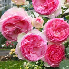 Саджанці плетистих троянд «Еден Роуз»