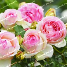 Саджанці плетистих троянд «П'єр де Ронсар»