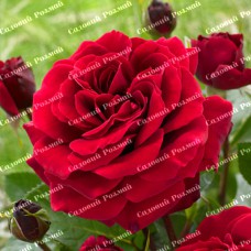 Саджанці плетистих троянд «Фламентант»