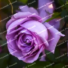 Саджанці плетистих троянд «Індиголетта»