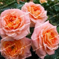 Саджанці плетистих троянд «Концерто 94»