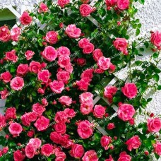 Саджанці плетистих троянд «Лавінія»