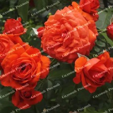 Саджанці плетистих троянд «Майнтауер»