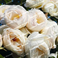 Саджанці плетистих троянд «Мон Блан»