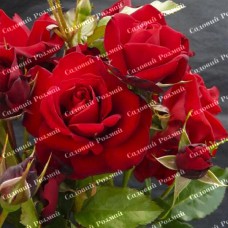 Саджанці плетистих троянд «Нахеглут»