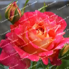 Саджанці плетистих троянд «Павлине Око»