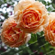 Саджанці плетистих троянд «Полька 91»