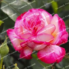 Саджанці плетистих троянд «Ріна Херхольд»