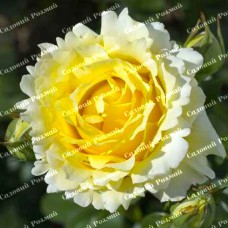 Саджанці плетистих троянд «Сірано де Бержерак»