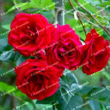 Саджанці плетистих троянд «Симпатія»