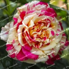 Саджанці плетистих троянд «Ваніль Фрейз»