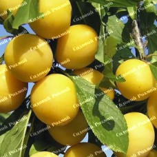 Саджанці плуота «Флавор Квін» - 1-річний