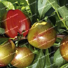 Саджанці плуота «Флавор Супреме» - 1-річний