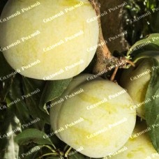 Саджанці плуота «Королева Смаку» - 1-річний