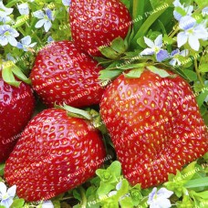 Саджанці полуниці «Гігантелла»