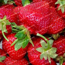 Саджанці полуниці «Хоней»