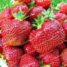 Саджанці полуниці «Королева Єлізавета»