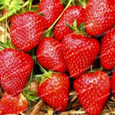 Саджанці полуниці «Вікторія»