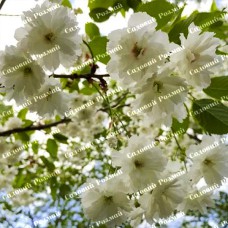 Саджанці сакури «Біла»