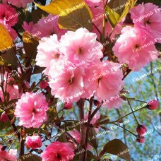 Саджанці сакури «Канзан»