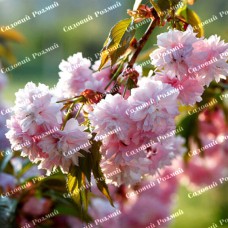 Саджанці сакури на штамбі «Кіку-Шідаре»