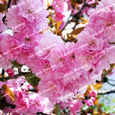 Саджанці сакури «Рожева»