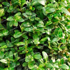 Саджанці самшита «Жива Огорожа»