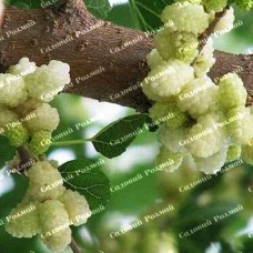 Саджанці шовковиці «Біла Леді» - 1-річний