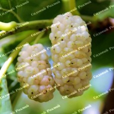 Саджанці шовковиці «Біла Леді» (привита) - 1-річний