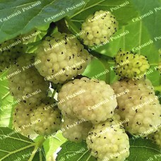 Саджанці шовковиці «Біла Медова» - 1-річний