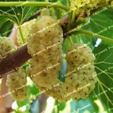 Саджанці шовковиці «Біла Медова» (привита) - 1-річний