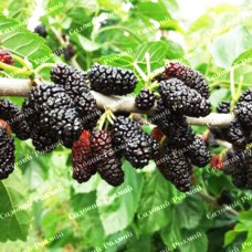 Саджанці шовковиці «Галіція» (привита) - 1-річний