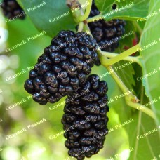 Саджанці шовковиці «Краса Поділля» - 1-річний