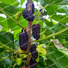 Саджанці шовковиці «Краса Поділля» (привита) - 1-річний