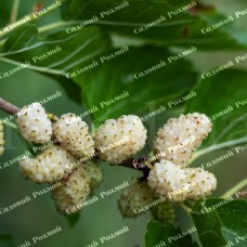 Саджанці шовковиці «Вікторія» - 1-річний