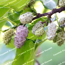 Саджанці шовковиці «Вікторія» (привита) - 1-річний