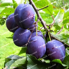 Саджанці сливи «Анна Шпет» - 1-річний