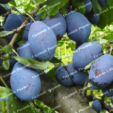 Саджанці сливи «Богатир» - 1-річний